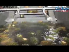 고생산성 아나나스 가공 라인